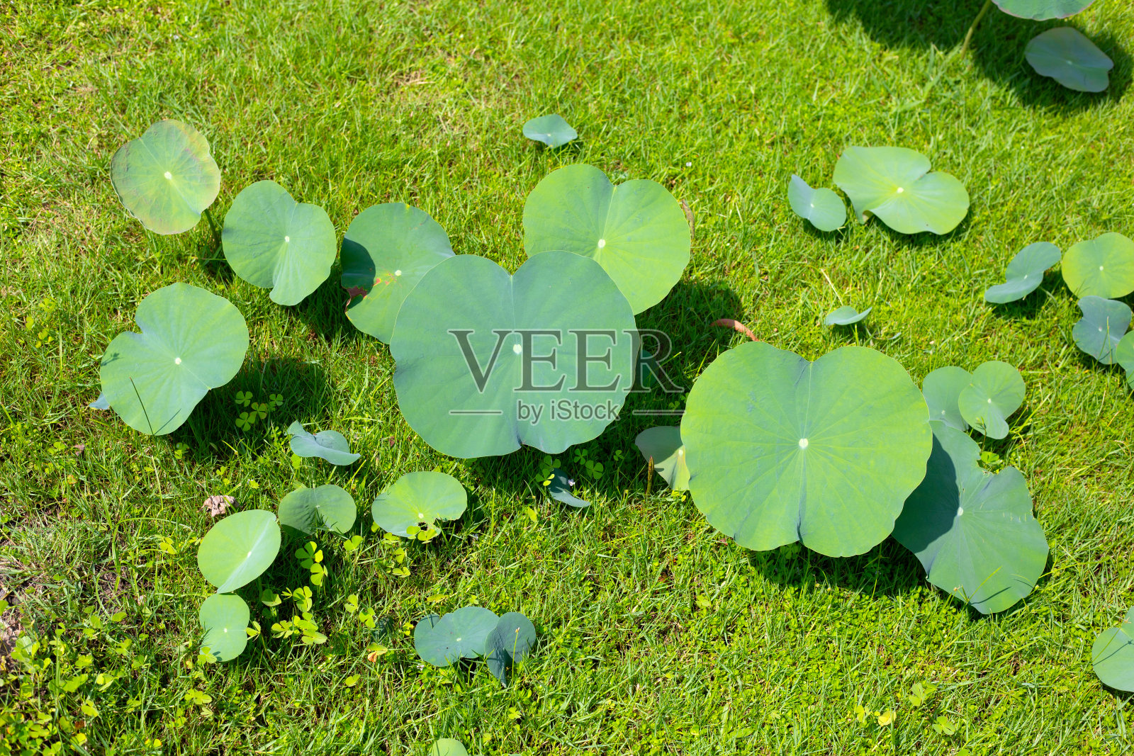 荷花的绿叶照片摄影图片