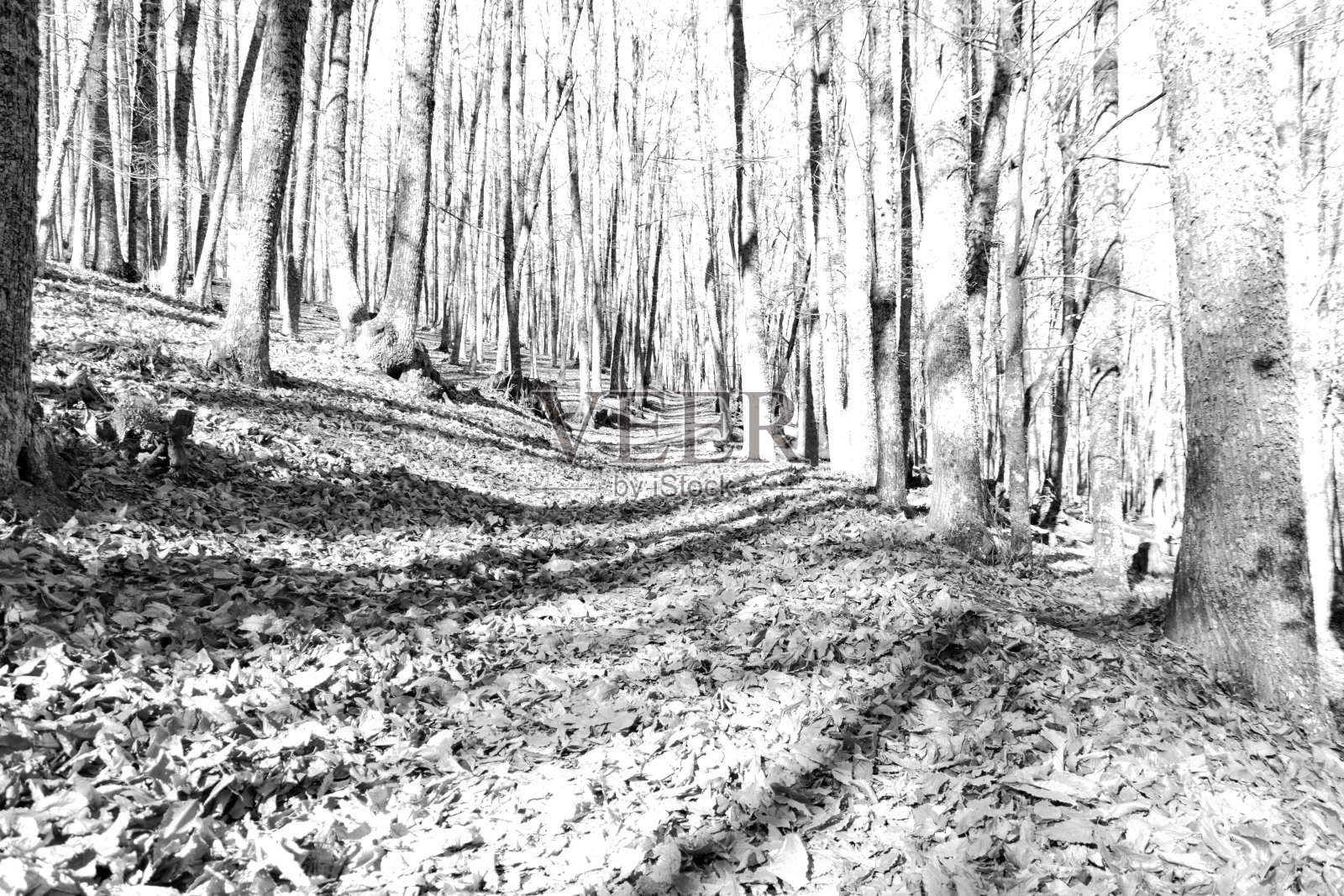 11606年秋照片摄影图片