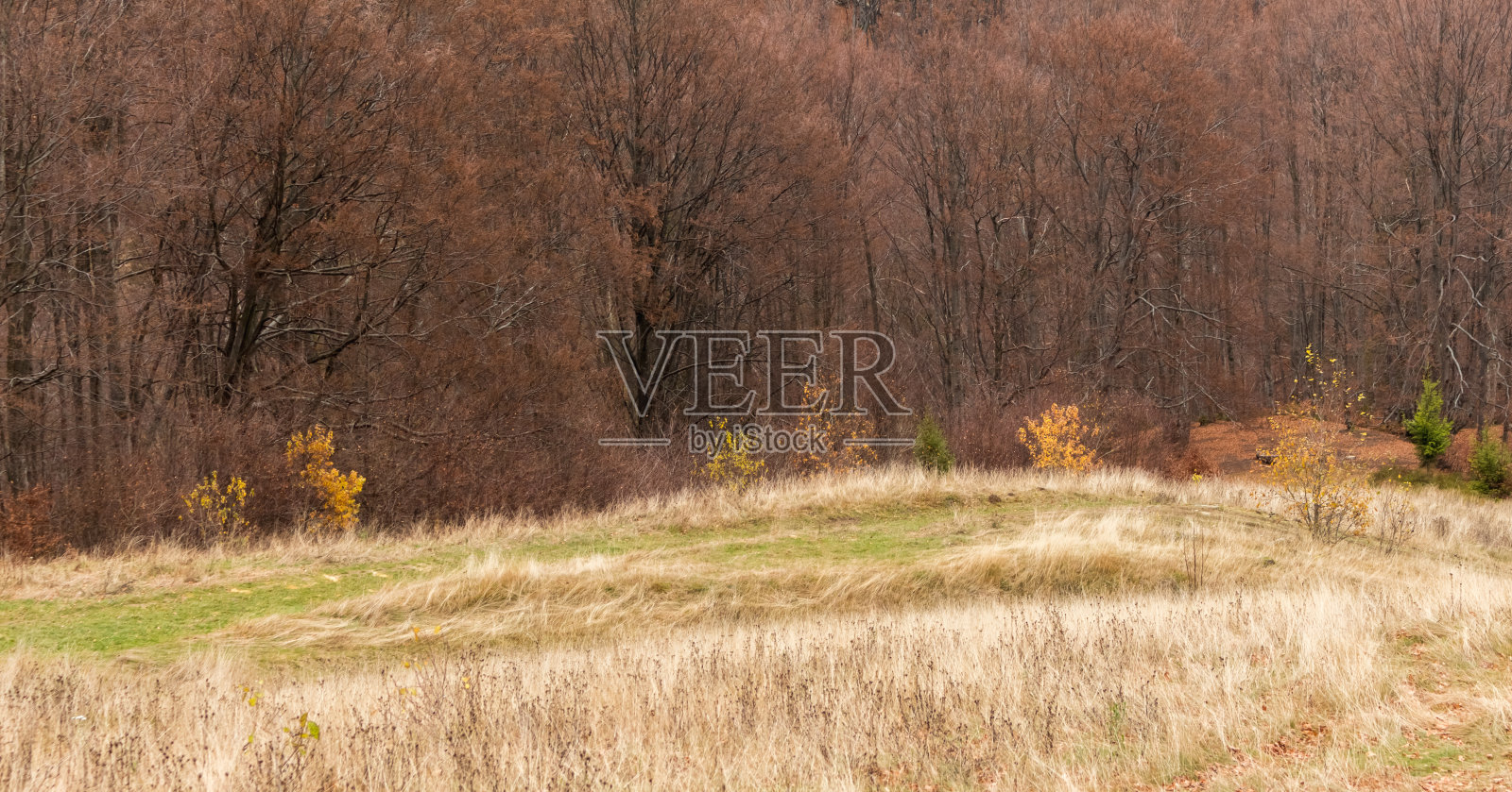 Буковий ліс照片摄影图片