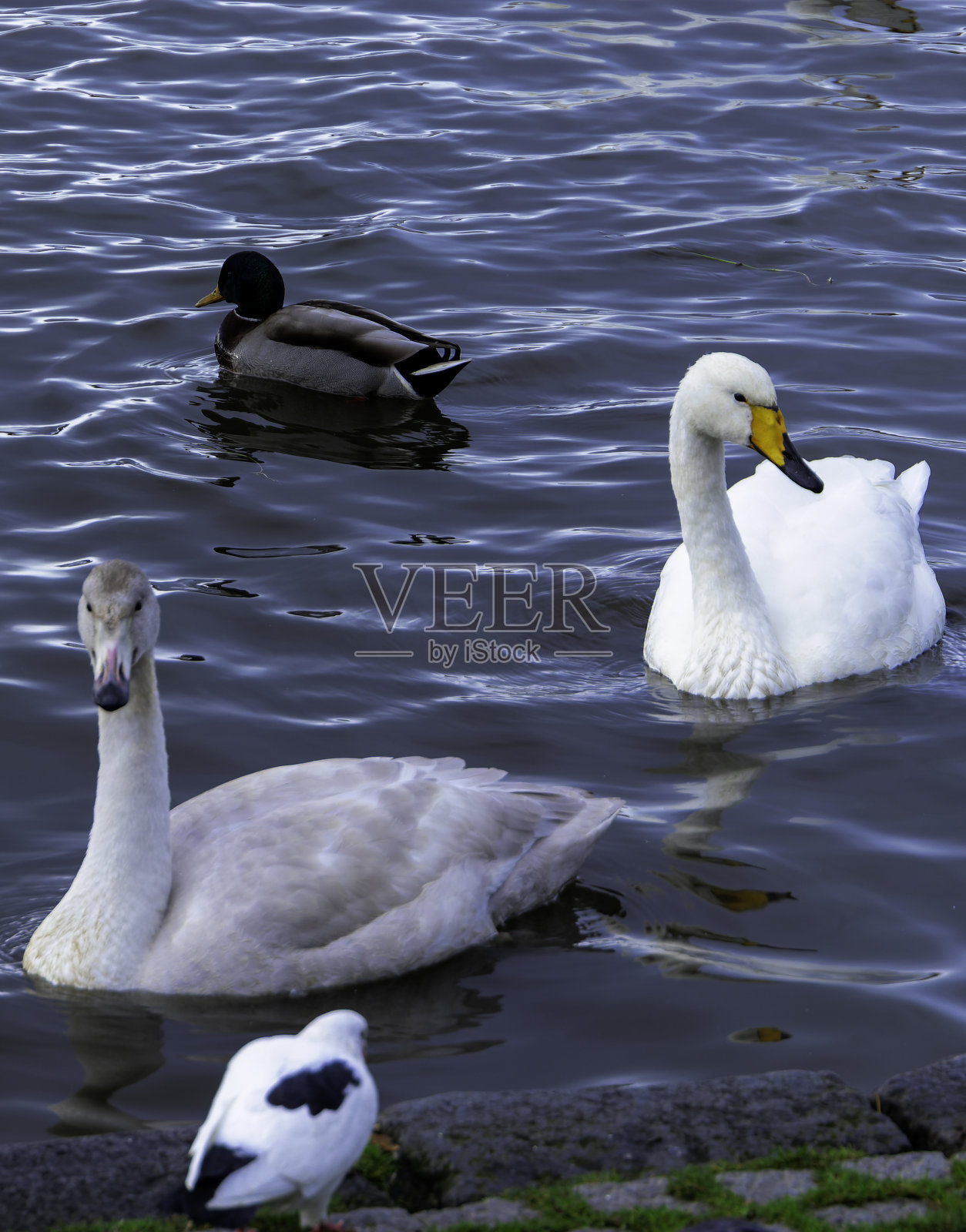 在湖岸游泳的水禽。两只天鹅，一只鸭子和一只海鸥照片摄影图片