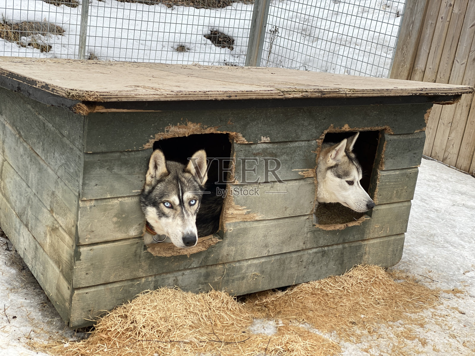 哈士奇在家里照片摄影图片