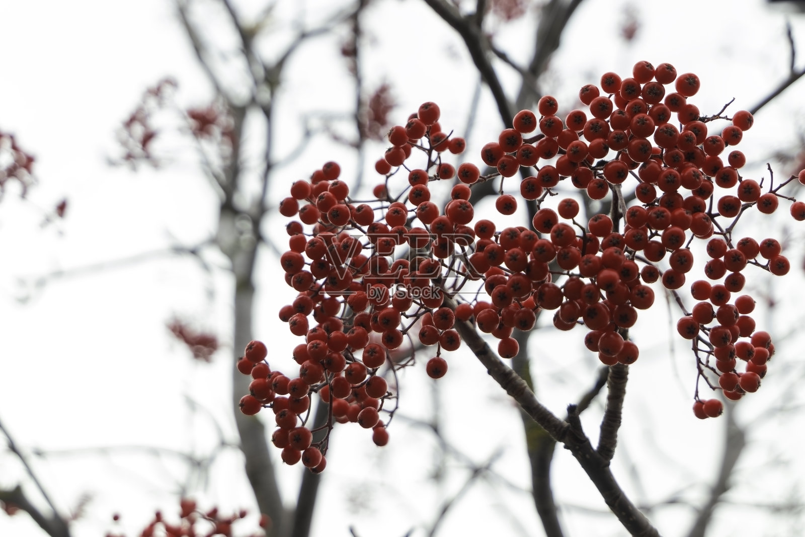 一棵光秃秃的树上，一串浓密的红色浆果在多云的冬日天空中显得格外显眼。照片摄影图片