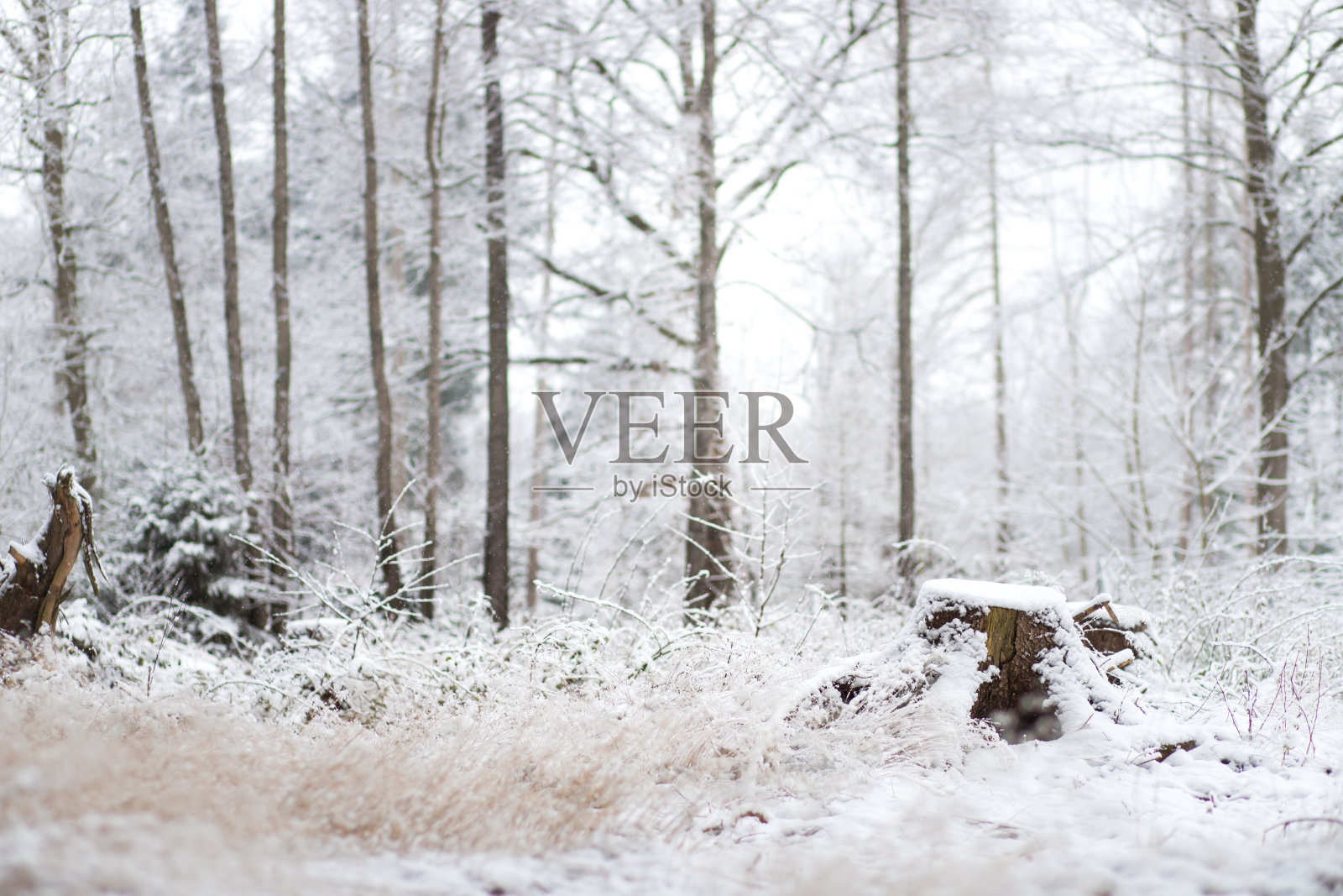 雪林景观照片摄影图片