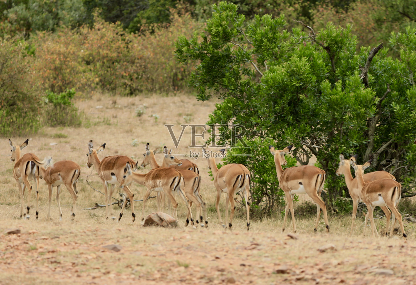 野外狩猎之旅的辉煌照片摄影图片
