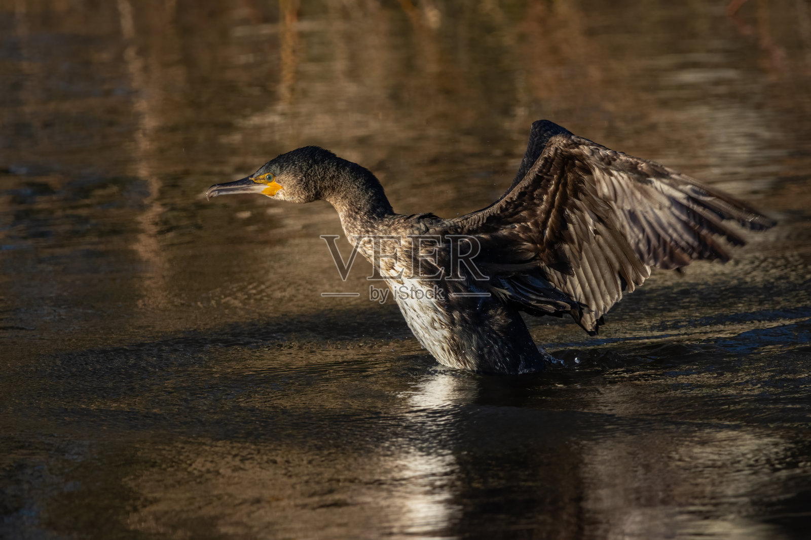 鸬鹚(长颈鸬鹚)照片摄影图片