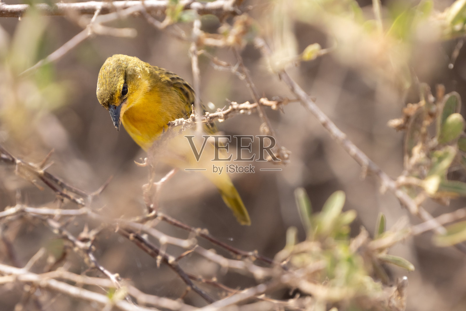 安博塞利国家公园照片摄影图片