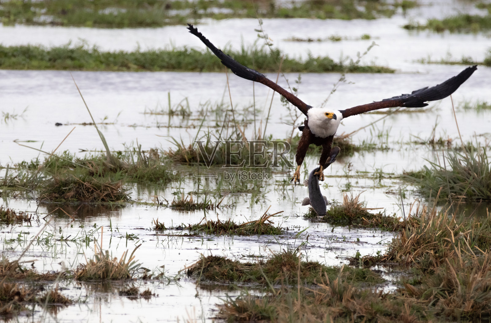 安博塞利国家公园照片摄影图片