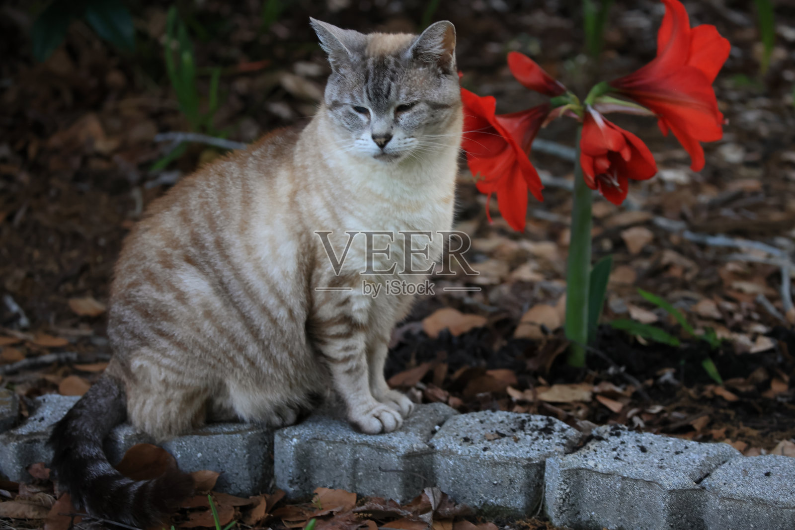 暹罗猫坐在砖上橙色复活节百合照片摄影图片