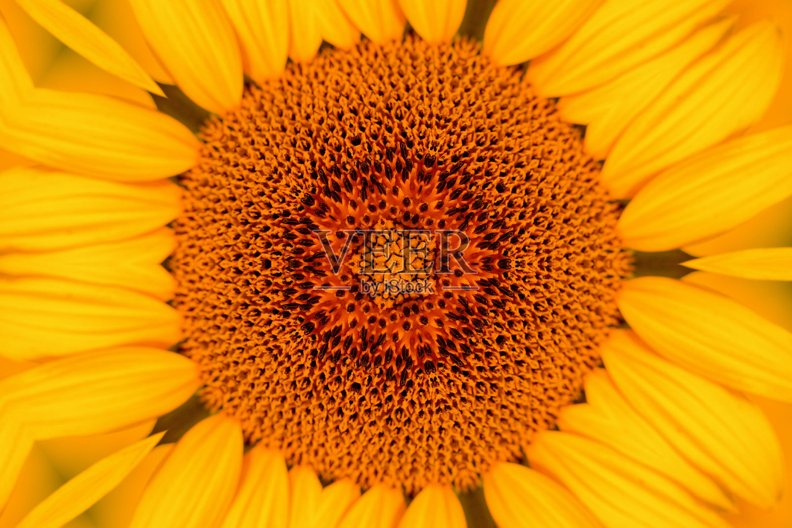 2024春暖花开照片摄影图片