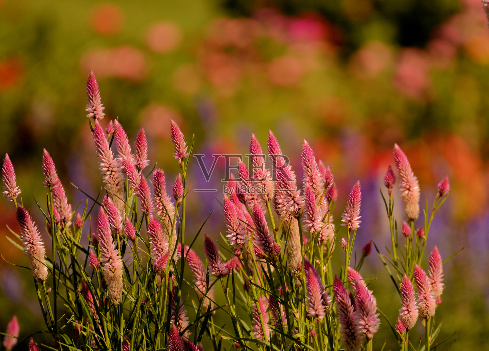 2024春暖花开照片摄影图片