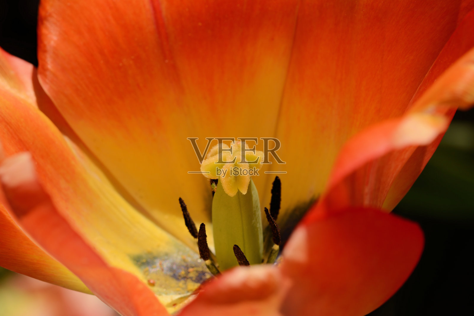 2024春暖花开照片摄影图片