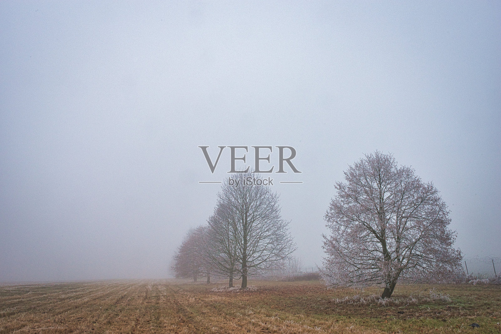 十二月雾中光秃秃的树照片摄影图片