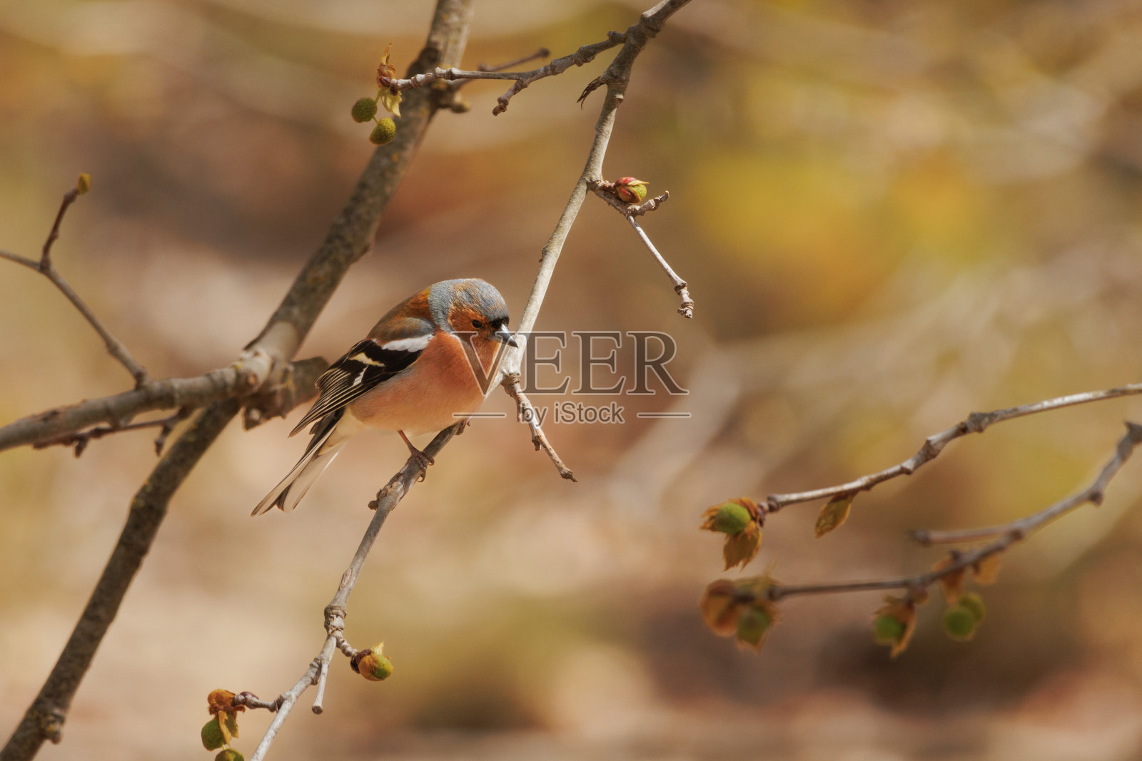 凤头燕雀，栖息在西班牙月桂树的树枝上照片摄影图片