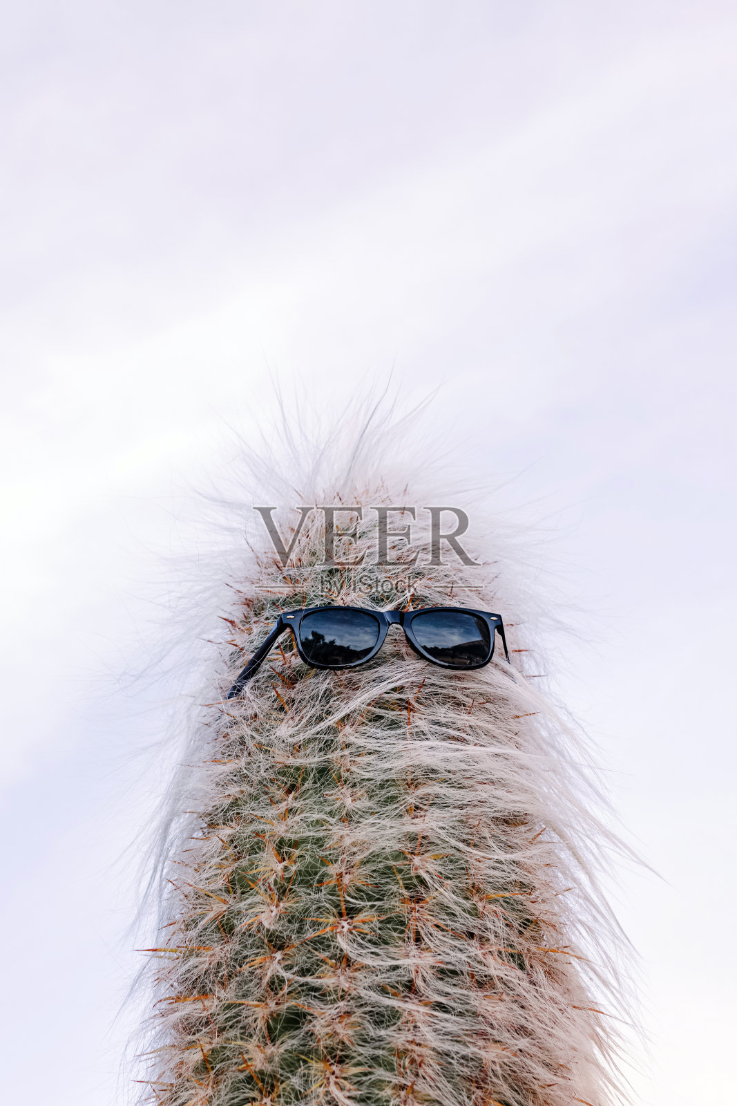 戴墨镜的仙人掌，沙漠生活方式照片摄影图片