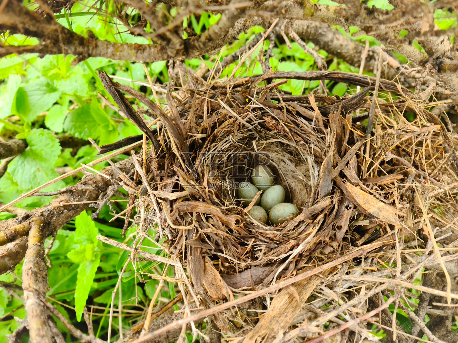 霍拉曼塔赫特的迷人春色照片摄影图片