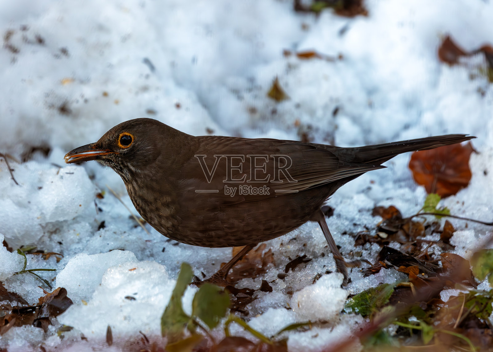 黑鸟(学名Turdus merula) -分布于欧洲、北非和亚洲部分地区照片摄影图片