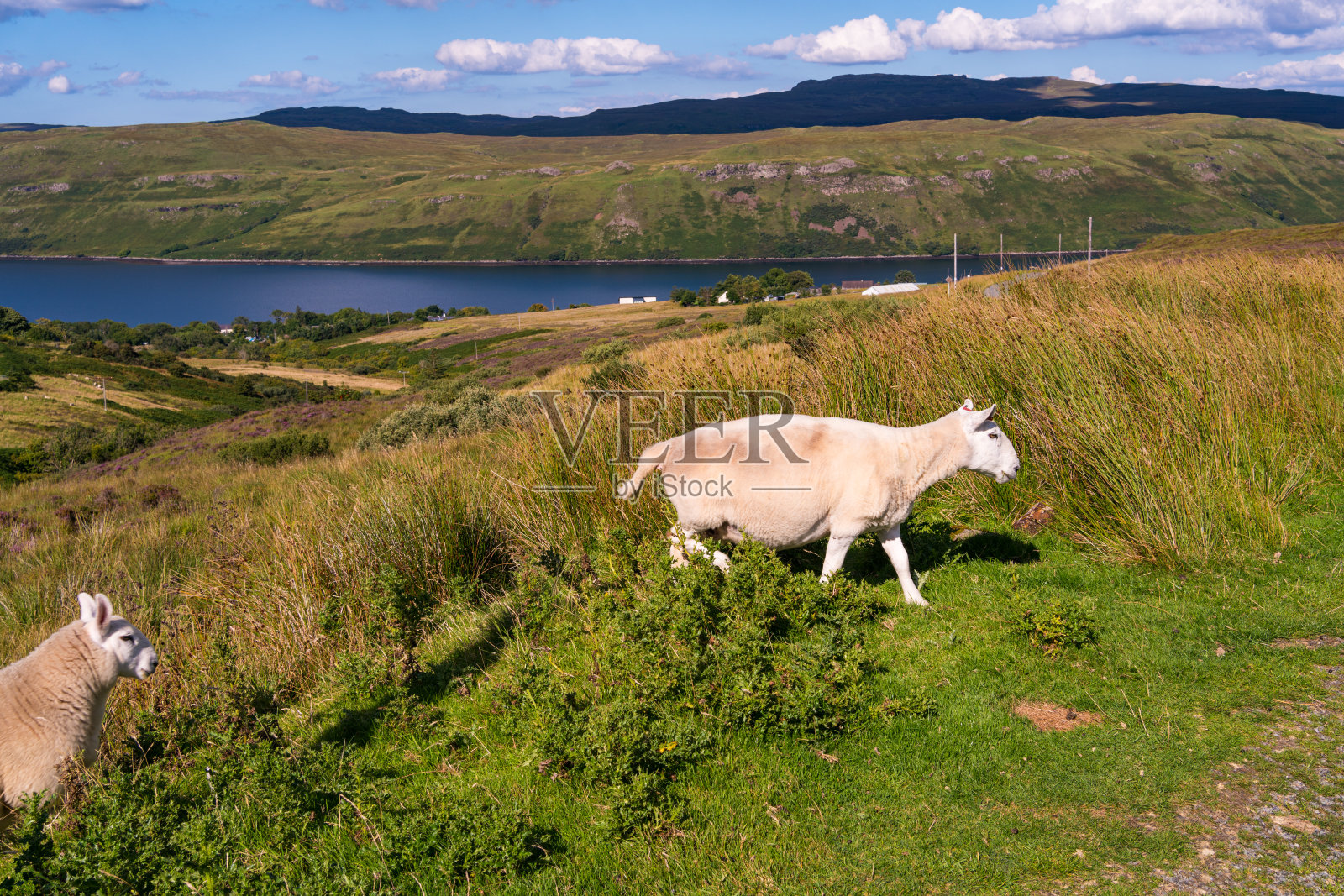 羊照片摄影图片