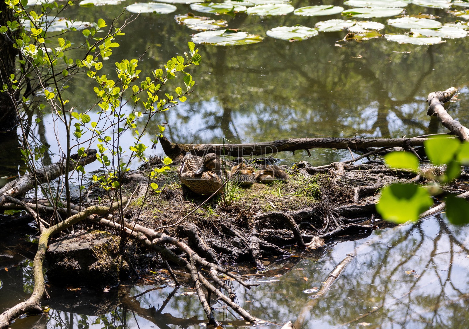 在池塘岸边筑巢的绿头鸭照片摄影图片