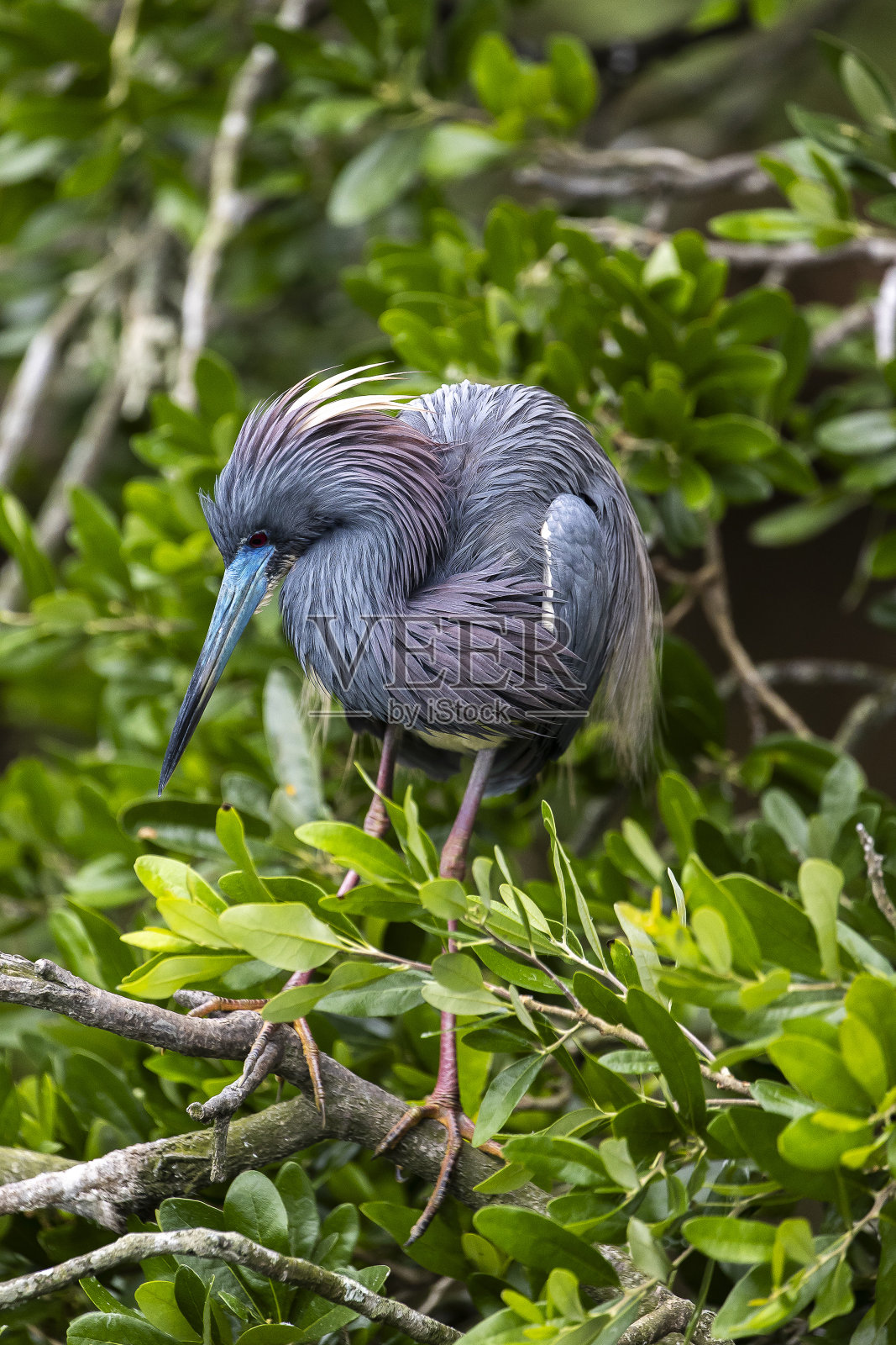 三色鹭照片摄影图片