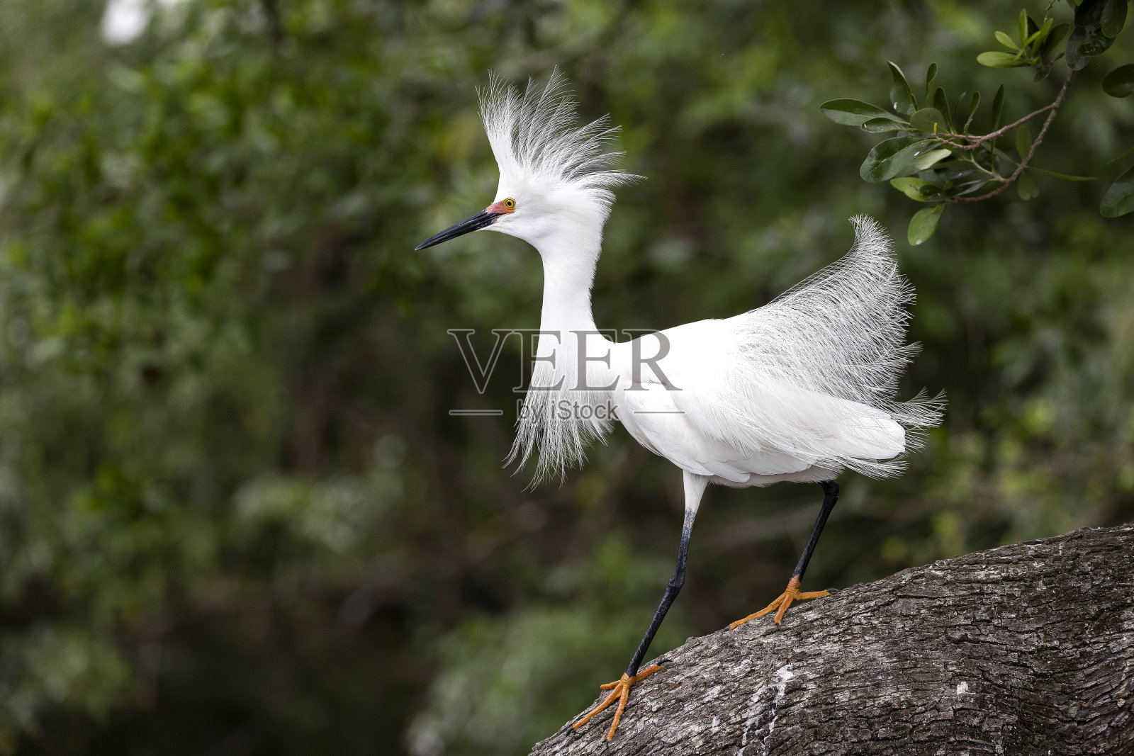 雪鹭照片摄影图片