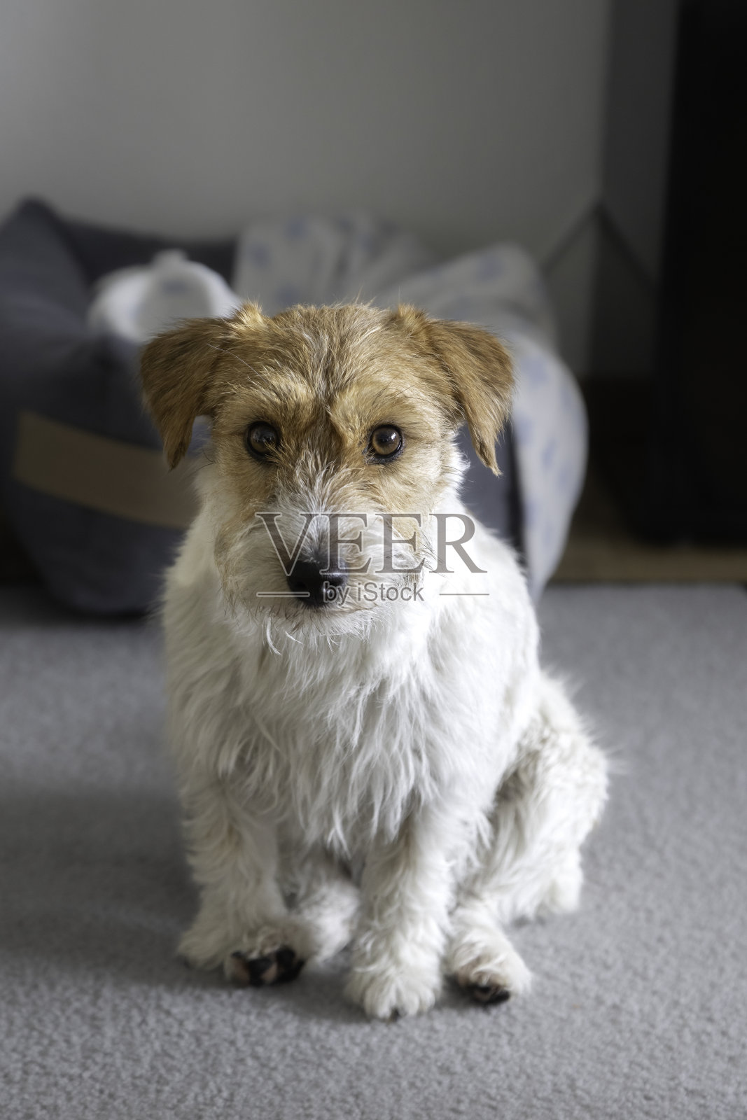 垂直肖像杰克罗素梗阿鲁沙在家里的公寓照片摄影图片