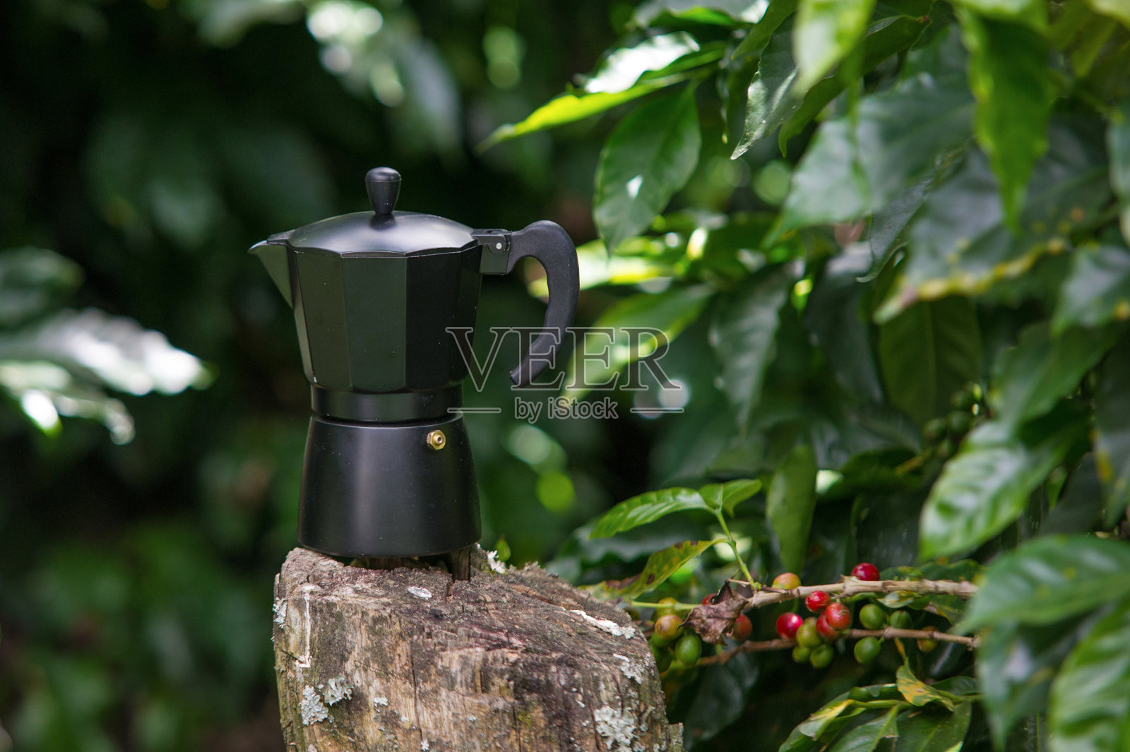 意大利摩卡咖啡种植园照片摄影图片