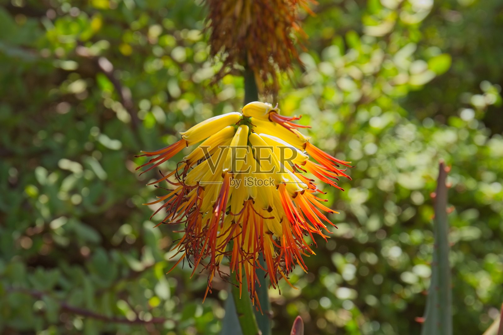 花园里开着芦荟花。照片摄影图片