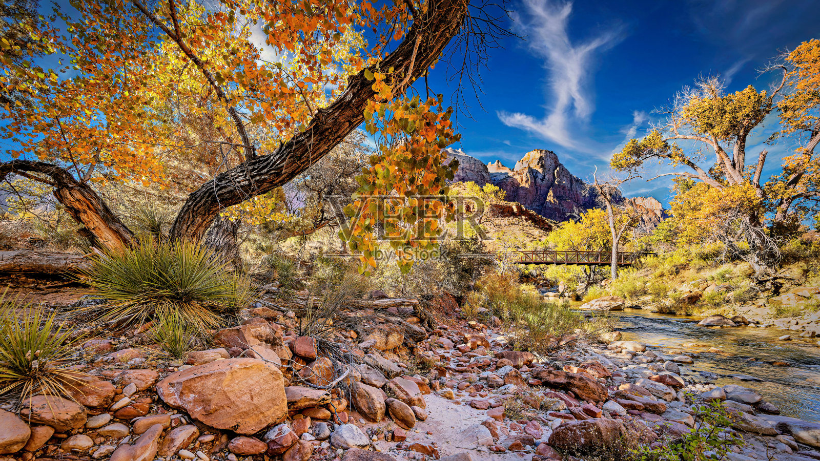 秋天的维珍河在锡安国家公园，犹他州照片摄影图片