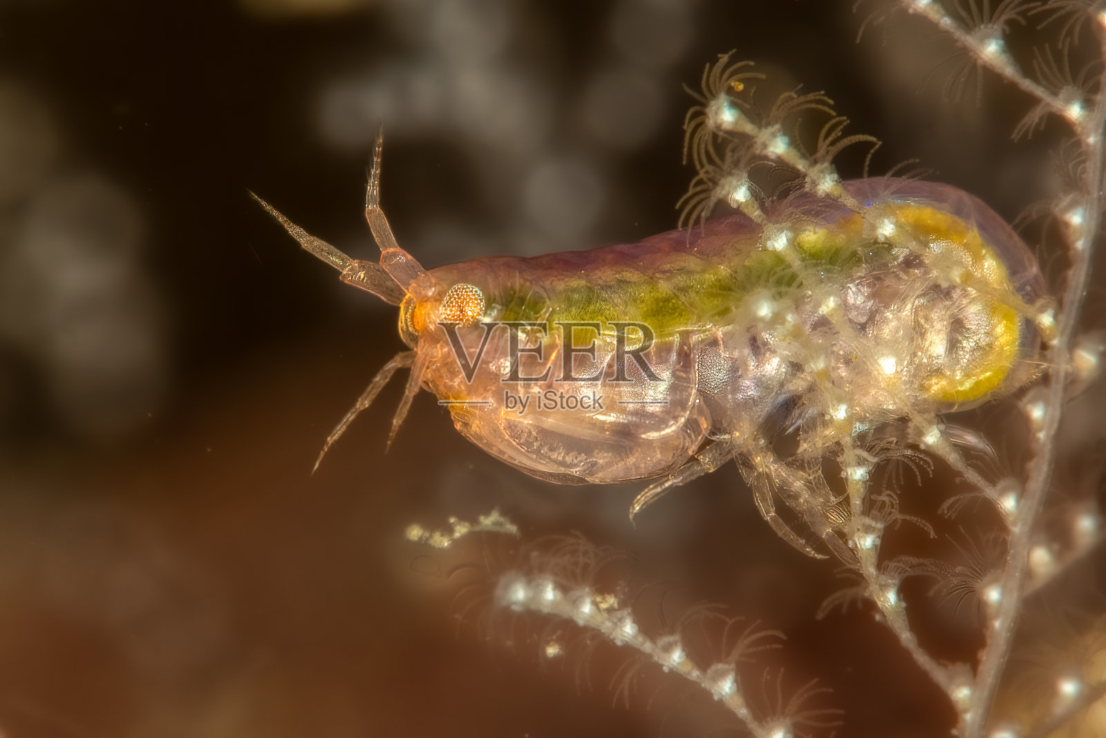 片脚类动物照片摄影图片