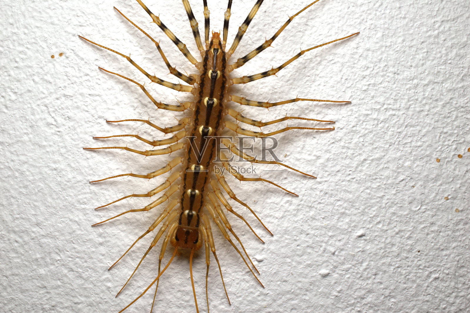 蜈蚣沿着墙爬。从上面看。照片摄影图片