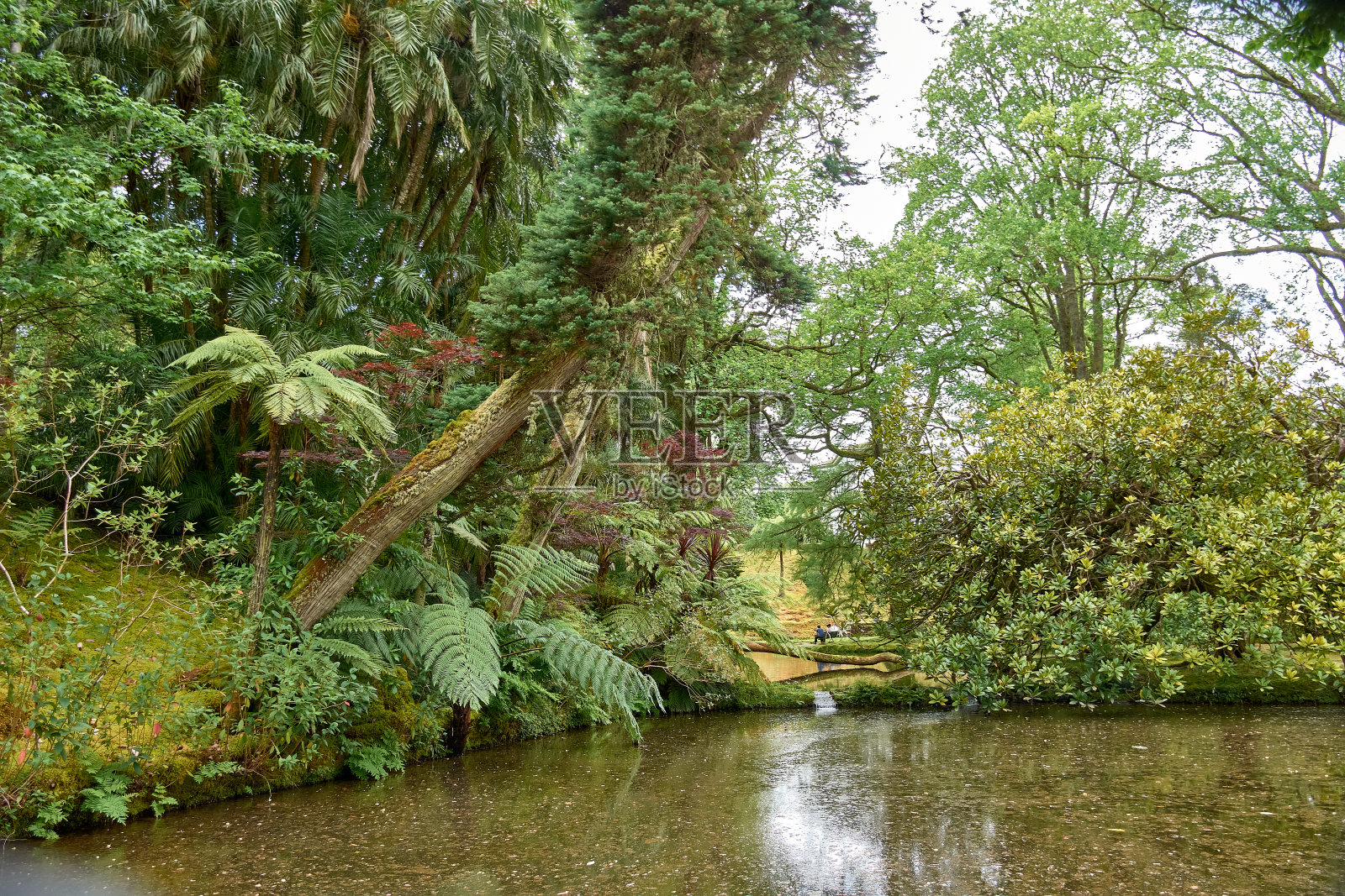 Terra Nostra花园是位于葡萄牙亚速尔群岛圣米格尔的热带世界照片摄影图片