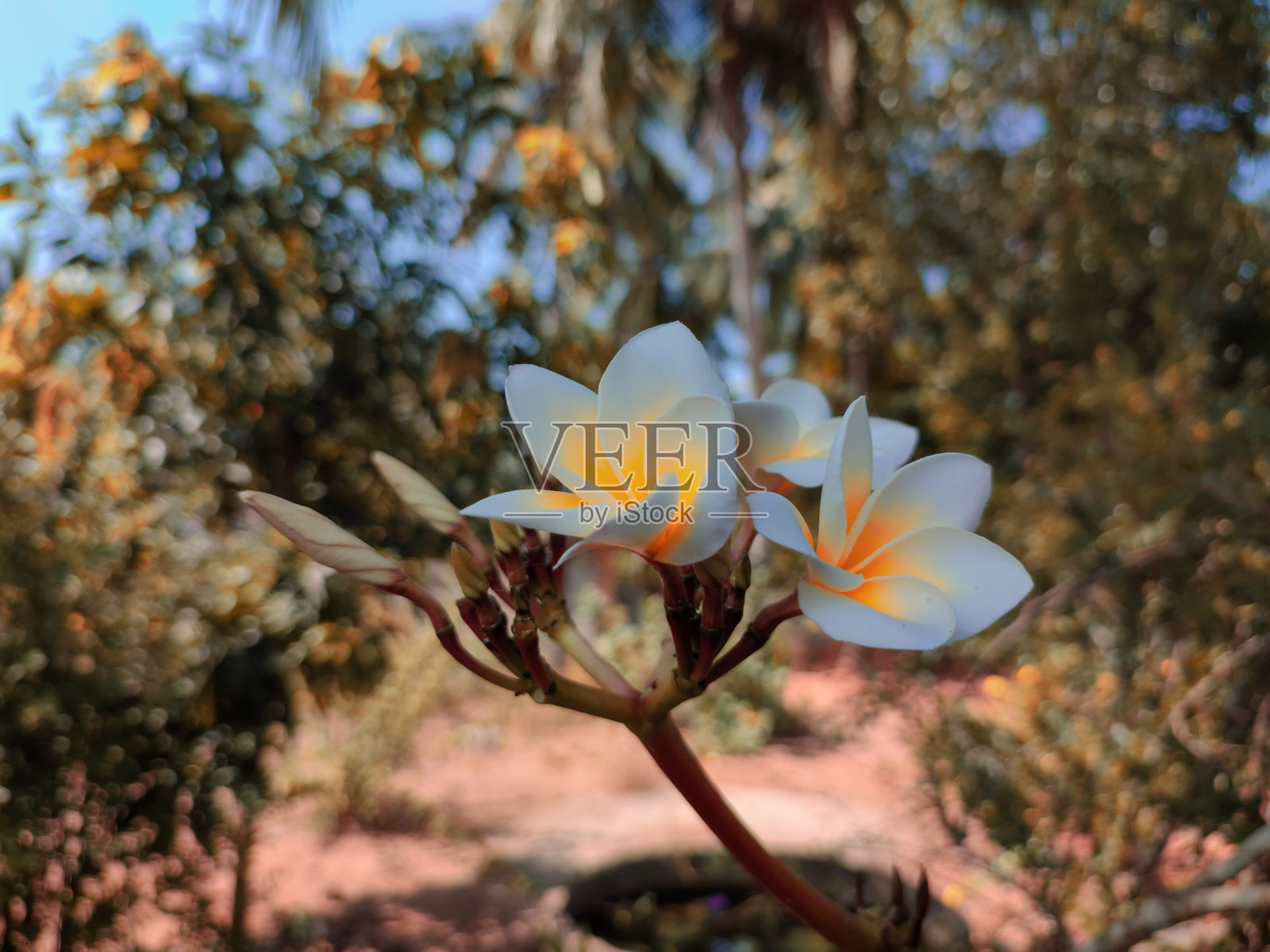 白色的花朵盛开在树上和土路上照片摄影图片