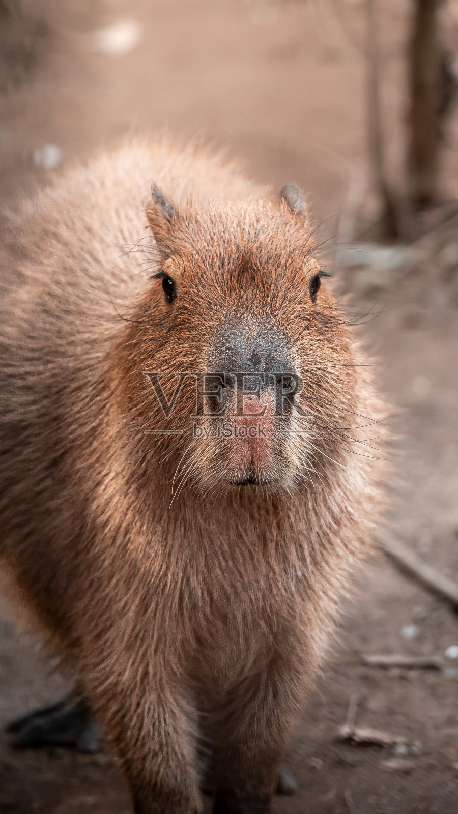 一只可爱的浅棕色水豚的特写镜头照片摄影图片