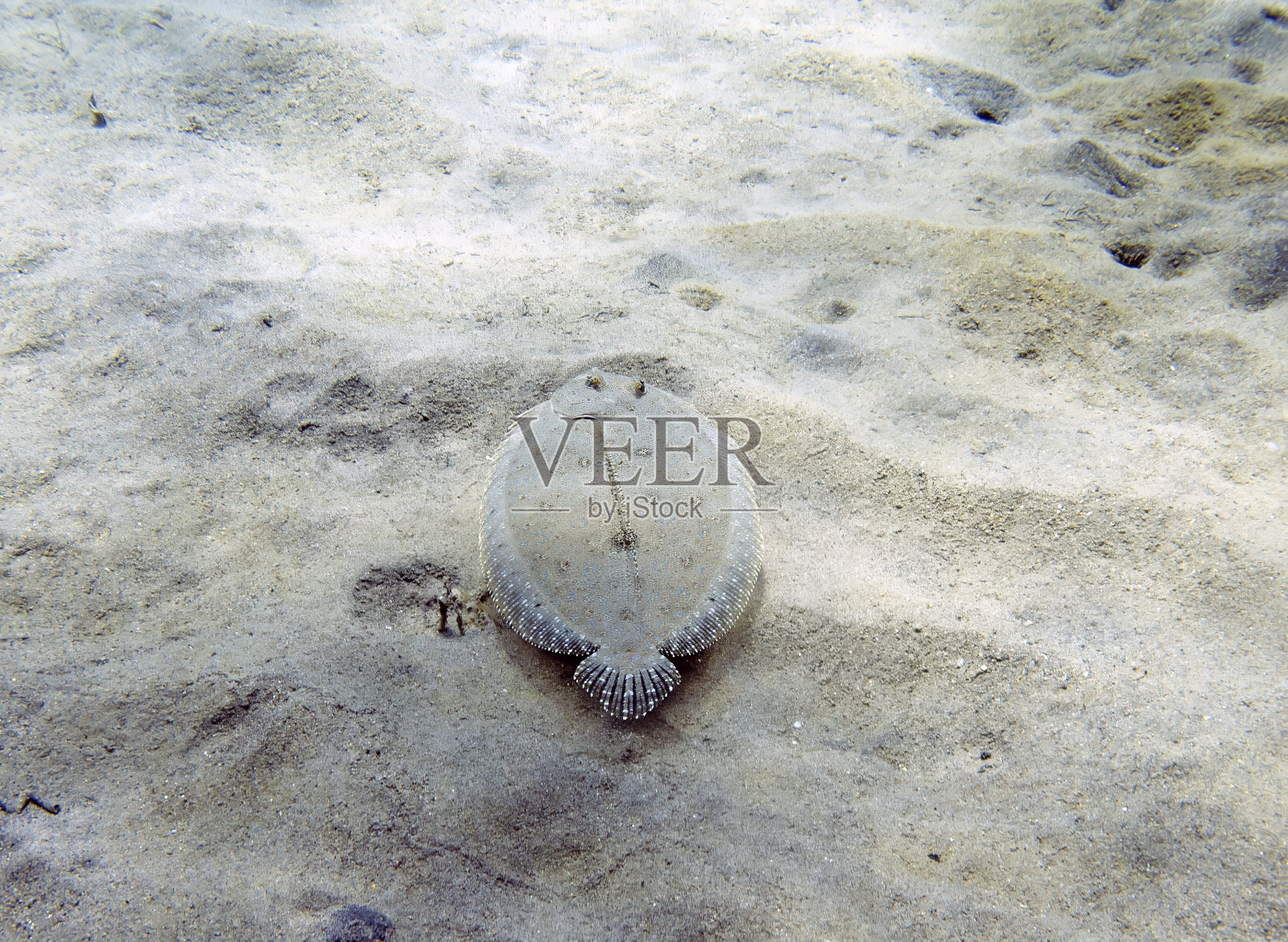 多米尼加加勒比海的孔雀比目鱼(Bothus mancus)照片摄影图片