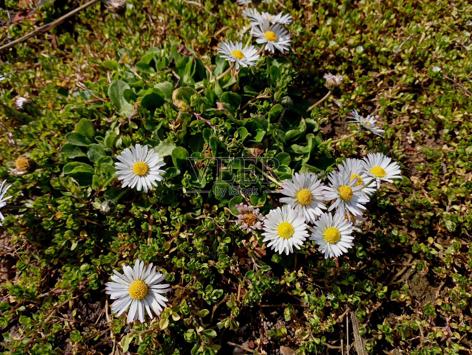 春天的时候，白色美丽的小雏菊长在草地上，中间是黄色的。小草上的第一朵野花。照片摄影图片