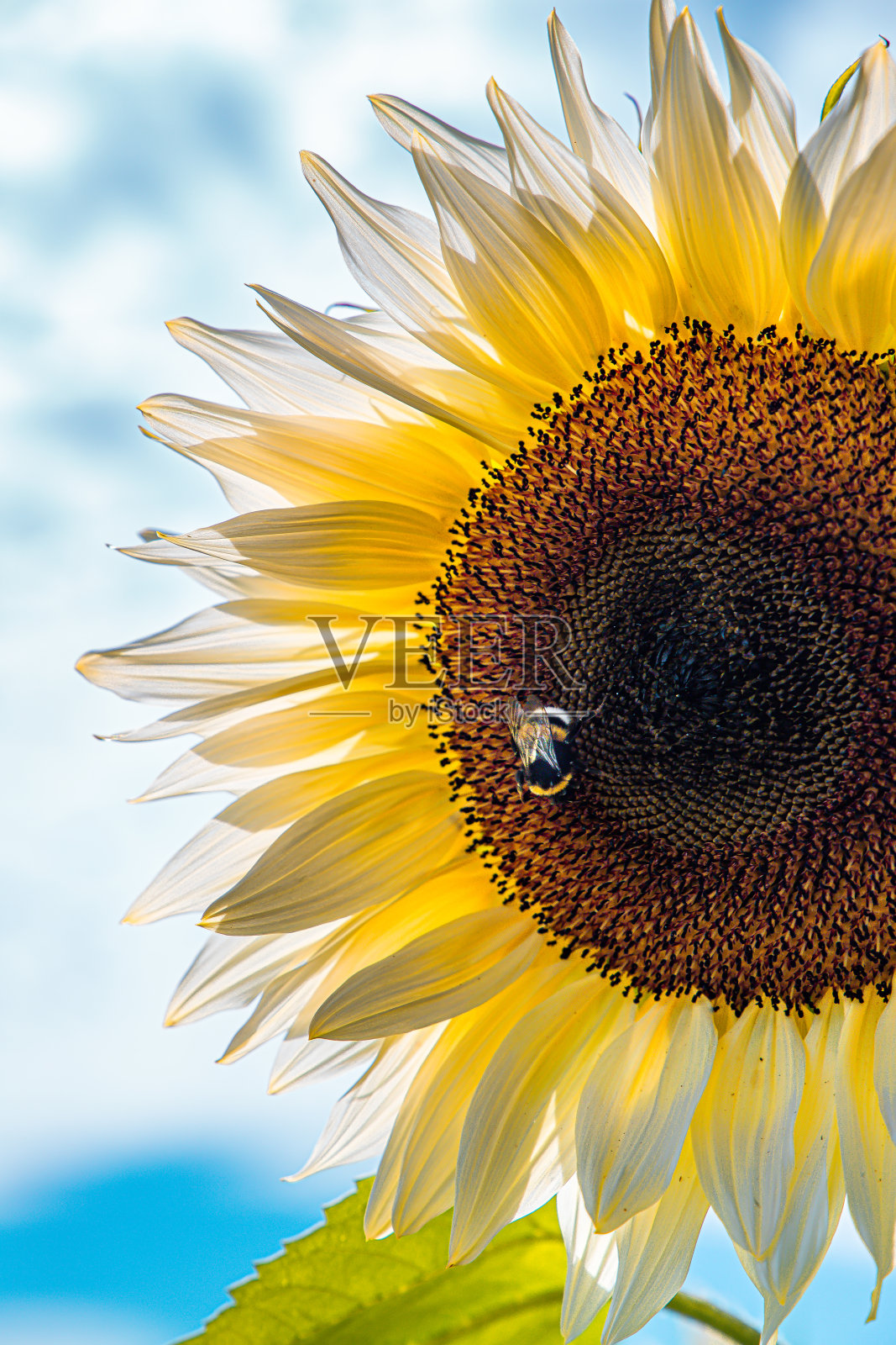 向日葵照片摄影图片
