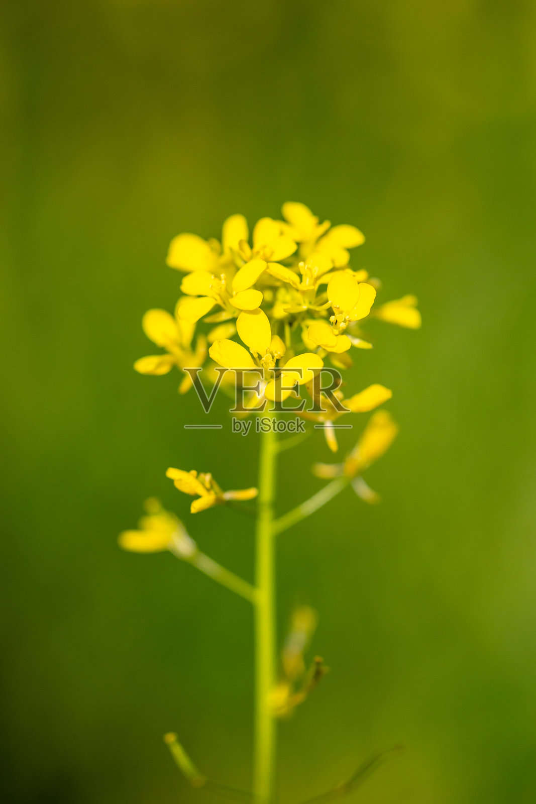 马德里公园里美丽的长形芸苔花的特写照片照片摄影图片