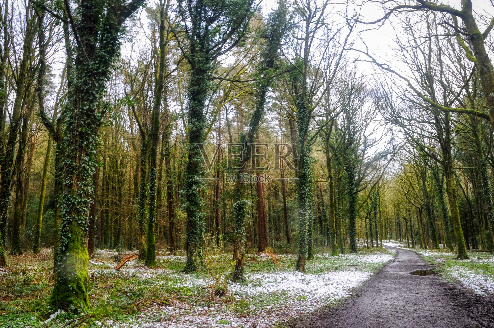 森林的途径照片摄影图片