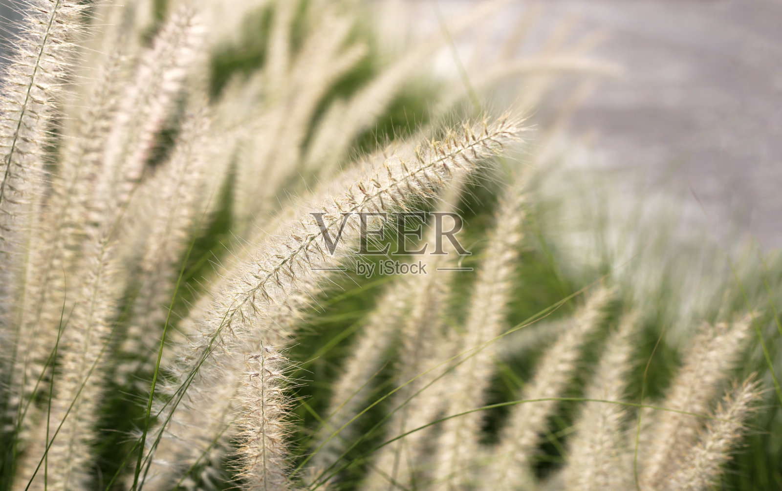 泉草，美丽的白花照片摄影图片