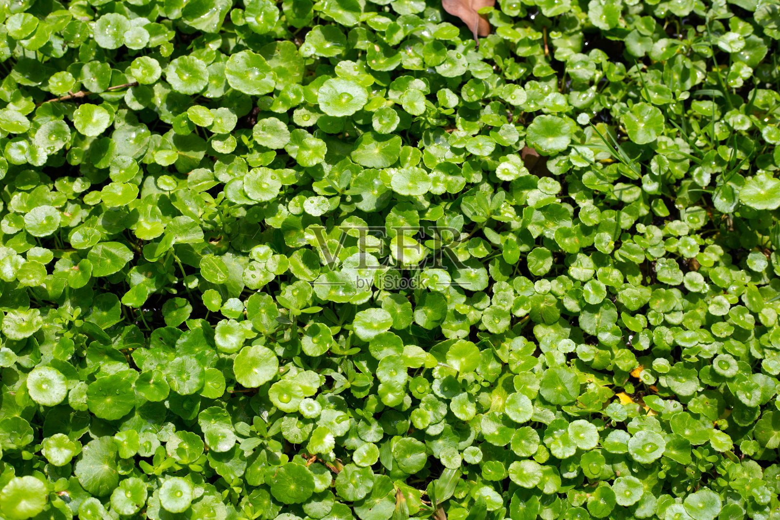 积雪草。中草药植物照片摄影图片