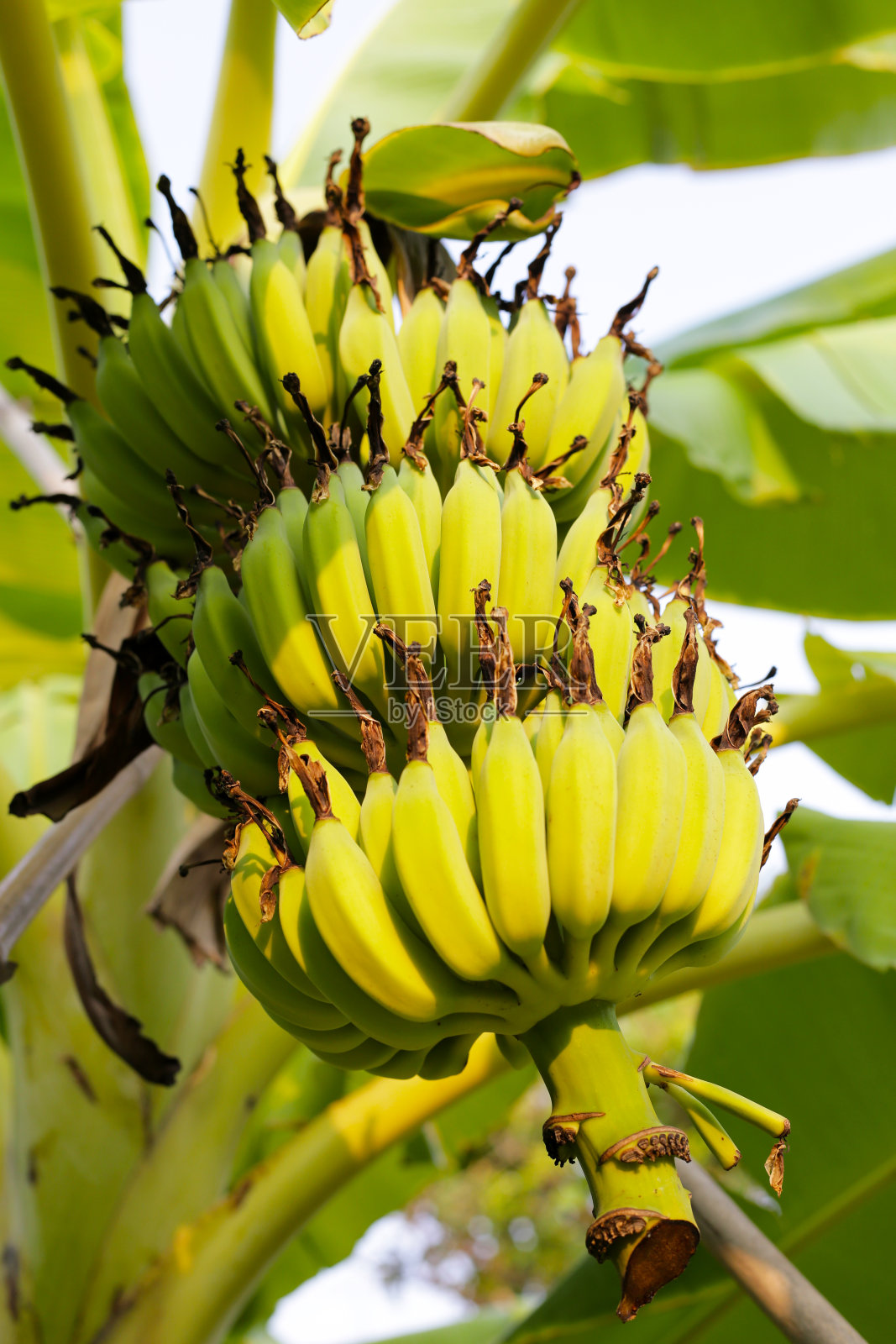 香蕉树上挂着一串新鲜的绿香蕉照片摄影图片