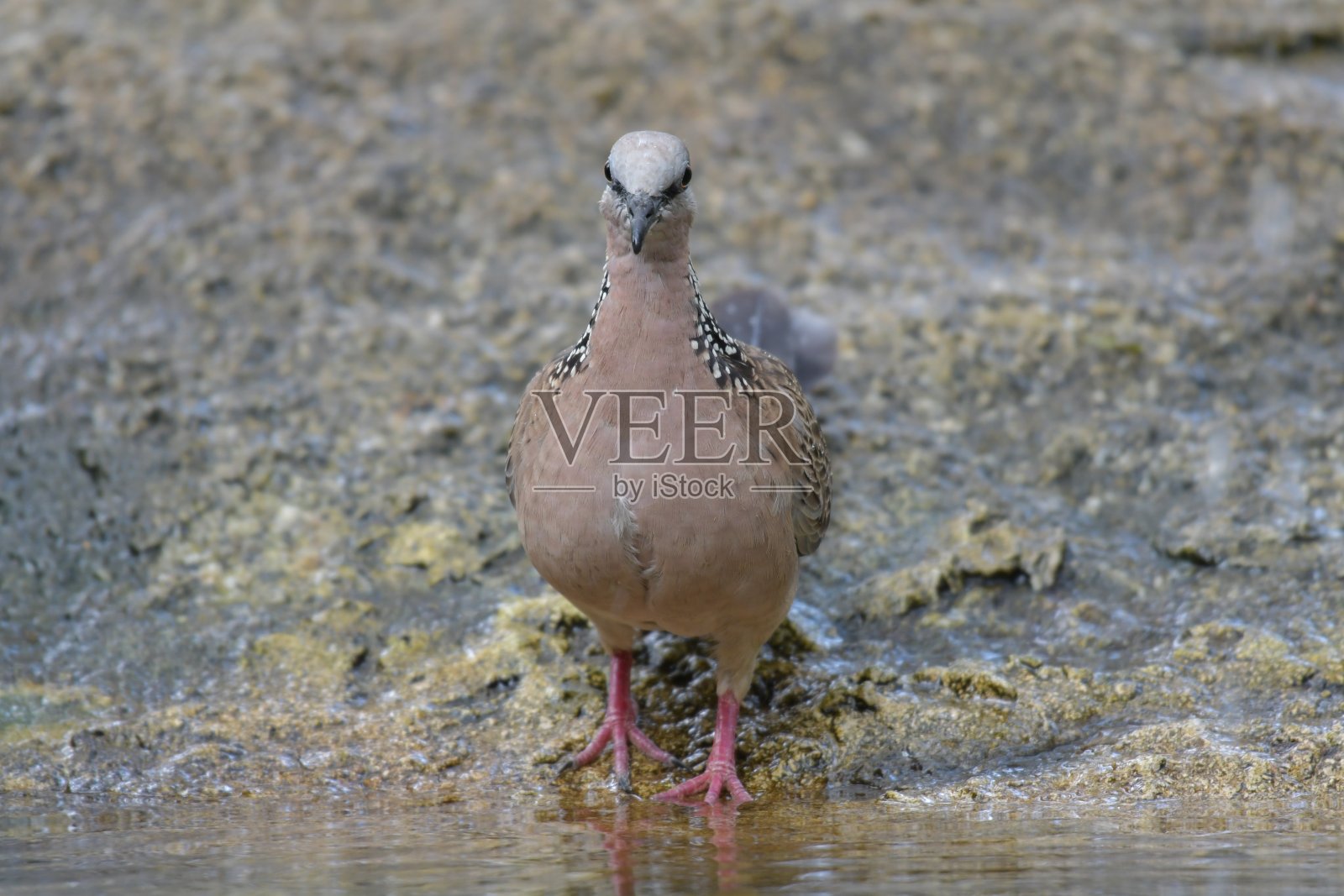 发现了鸽子照片摄影图片