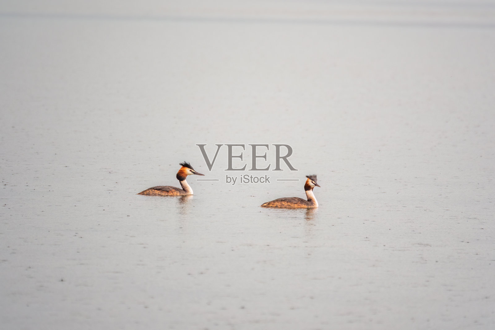 两只大凤头Grebes在湖里游泳照片摄影图片