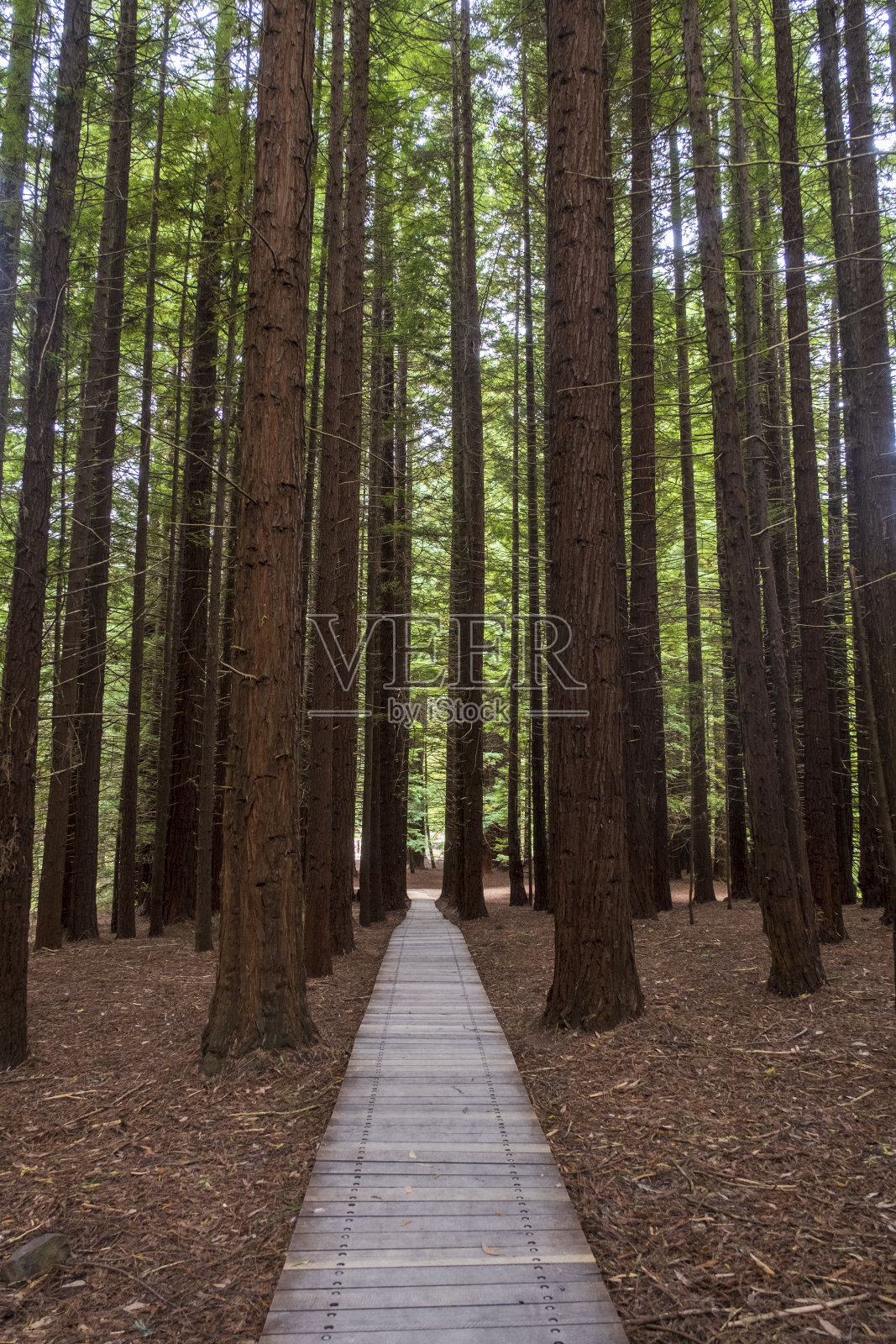 大洋路，山毛榉森林照片摄影图片
