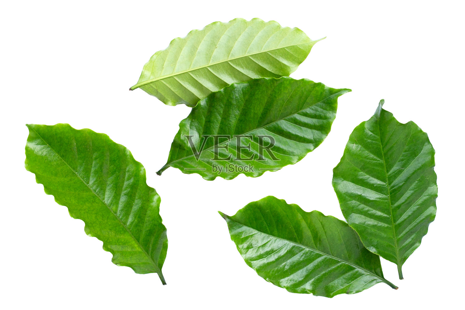 白色背景上的新鲜咖啡叶。照片摄影图片