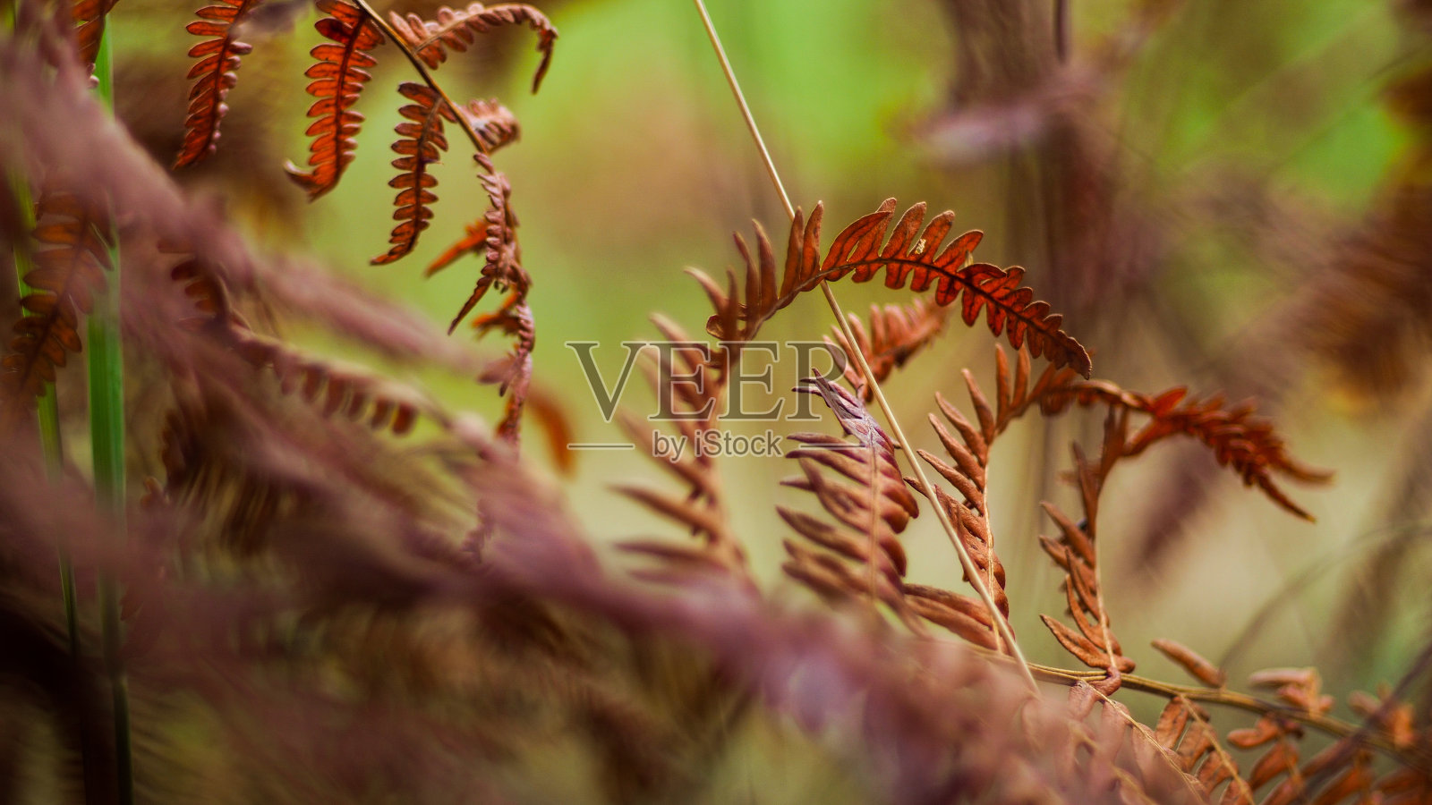 野生蕨类植物宏照片摄影图片