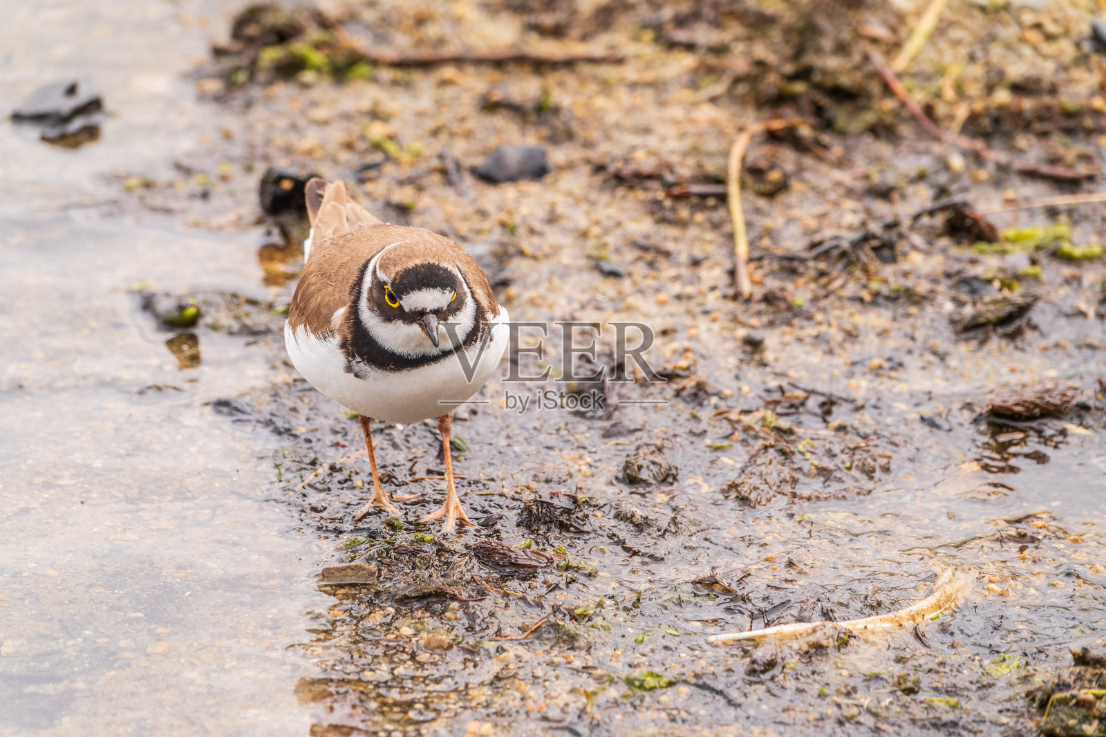 小环鸻，站在湖岸上的鸟照片摄影图片