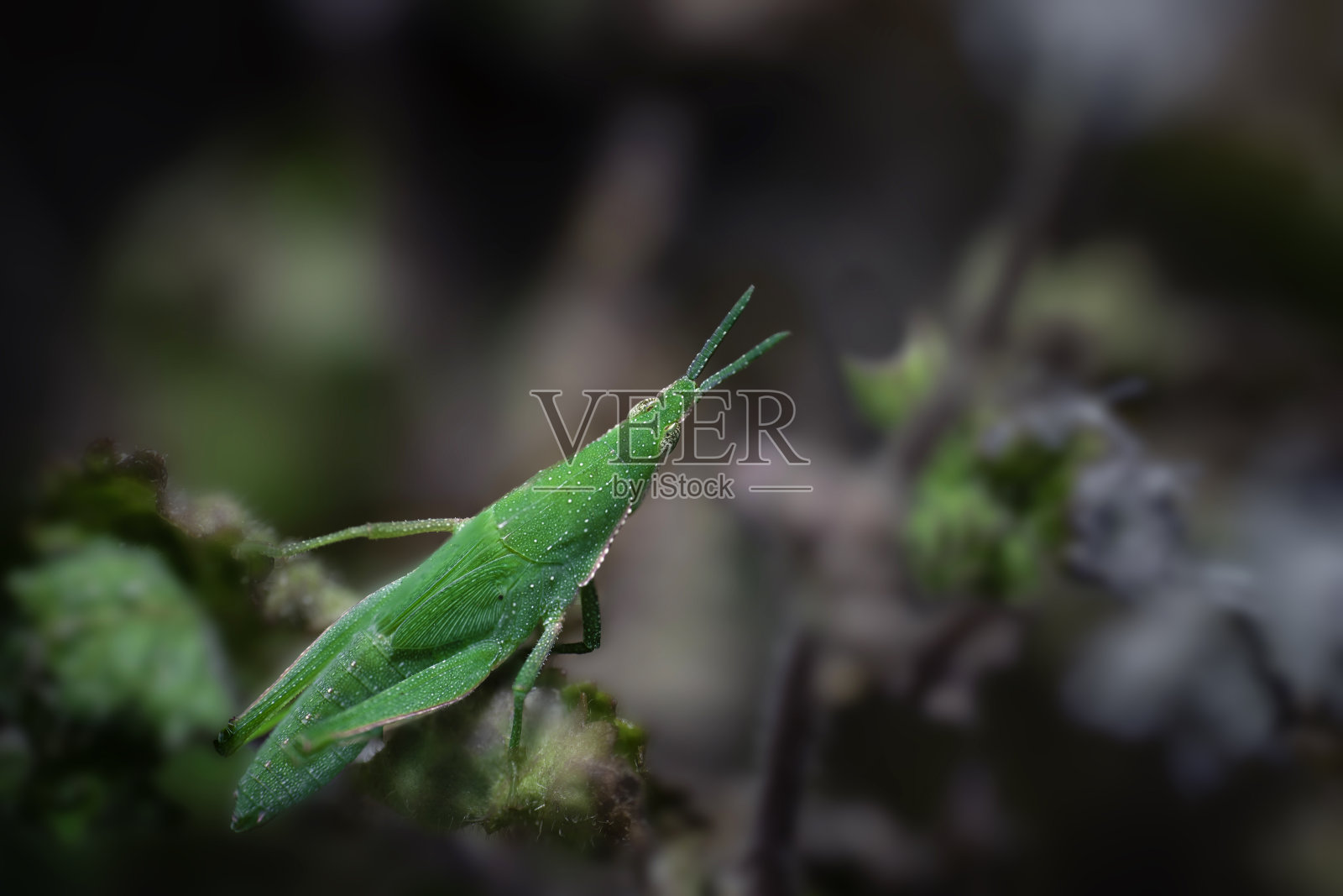 输送设备照片摄影图片