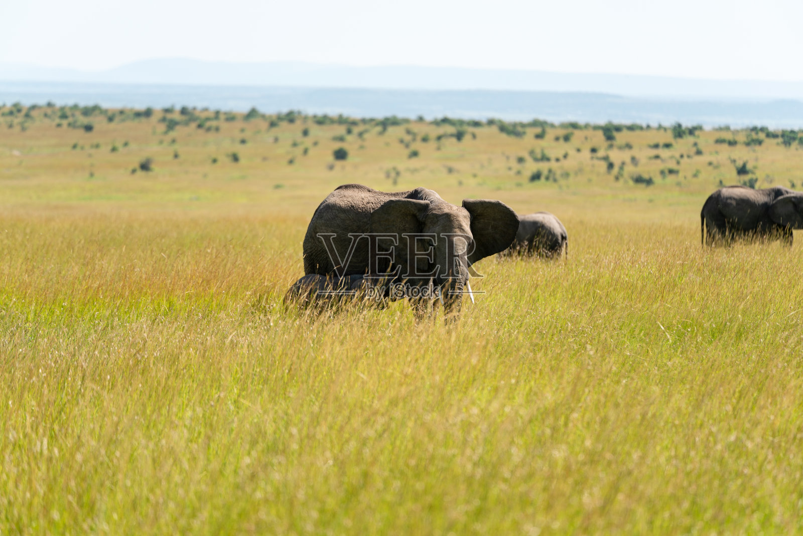 大象是肯尼亚热带草原五大动物之一照片摄影图片