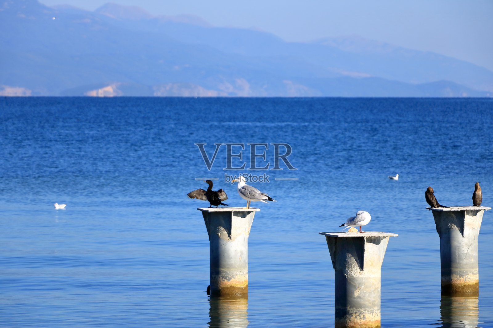 阿尔巴尼亚奥赫里德湖上的鸬鹚和海鸥照片摄影图片